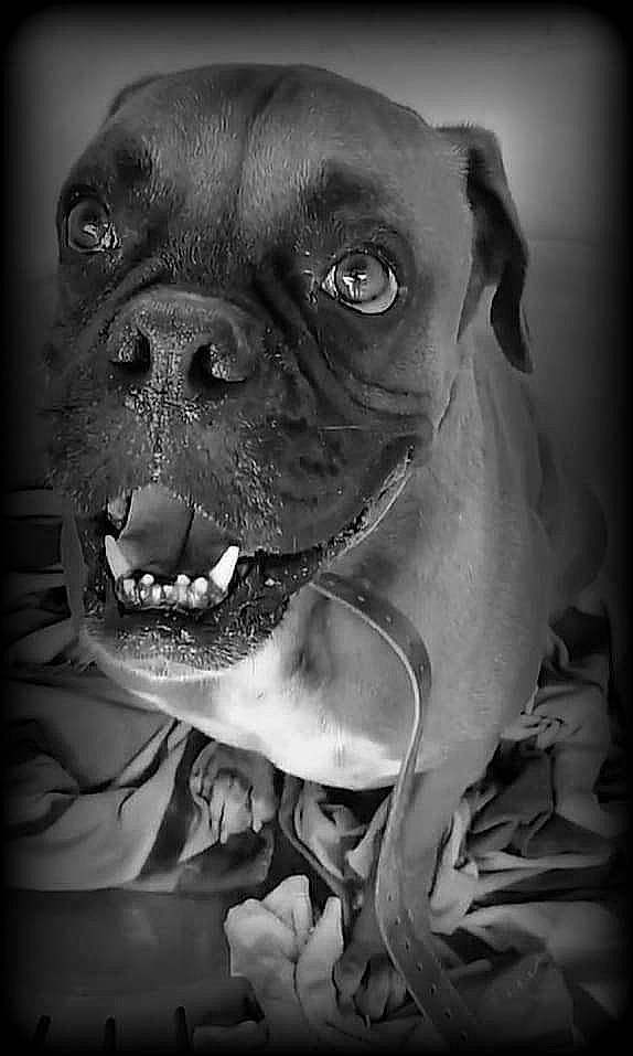 Refuge Céret participe au concours pour gagner de l'argent avec cette photo : black_and_white, boxer, bullmastiff, canidae, carnivore, dog, dog_breed, mammal, molosser, monochrome_photography, mouth, non_sporting_group, olde_english_bulldogge, photography, pit_bull, rare_breed_dog, snout, sporting_group, valley_bulldog, working_dog