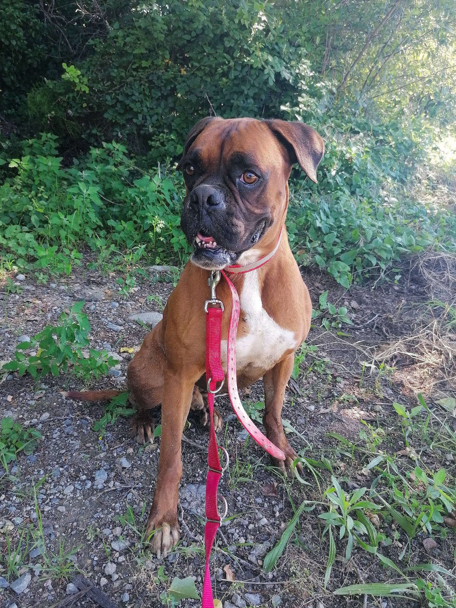 Refuge Céret participe au concours pour gagner de l'argent avec cette photo : boerboel, boxer, bullmastiff, canidae, carnivore, companion_dog, dog, dog_breed, fawn, grass, mammal, molosser, rare_breed_dog, sporting_group, tosa, valley_bulldog, vertebrate, working_dog