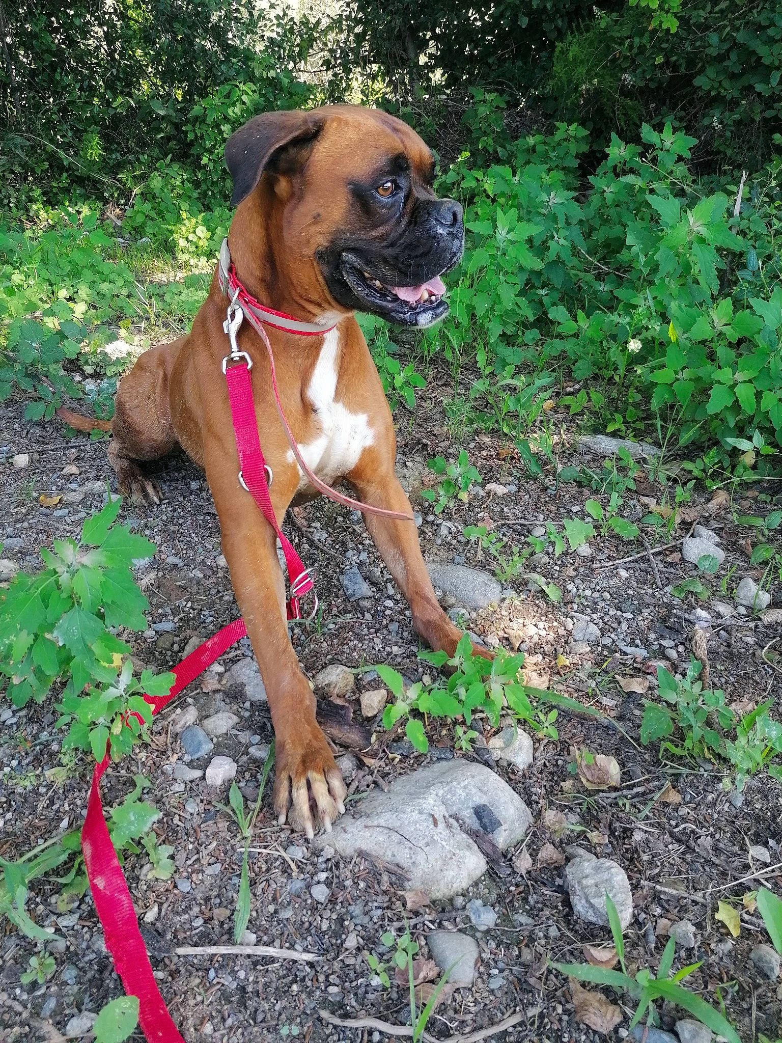 Refuge Céret participe au concours pour gagner de l'argent avec cette photo : adventure, boxer, bullmastiff, canidae, carlin_pinscher, carnivore, companion_dog, dog, dog_breed, fawn, grass, mammal, perro_de_presa_mallorquin, plant, snout, sporting_group, valley_bulldog, vertebrate, working_dog