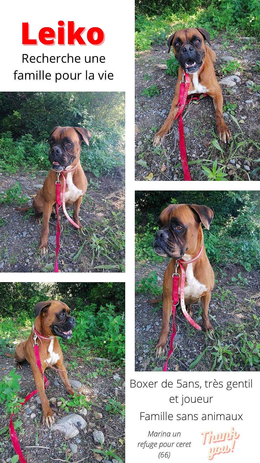 Refuge Céret a rejoint le concours — aidez-le/la à gagner de superbes lots ! adventure, bavarian_mountain_hound, black_mouth_cur, canidae, carnivore, coonhound, dog, dog_breed, fawn, hound, hunting_dog, mammal, mountain_cur, rare_breed_dog, redbone_coonhound, rhodesian_ridgeback, vertebrate, working_dog