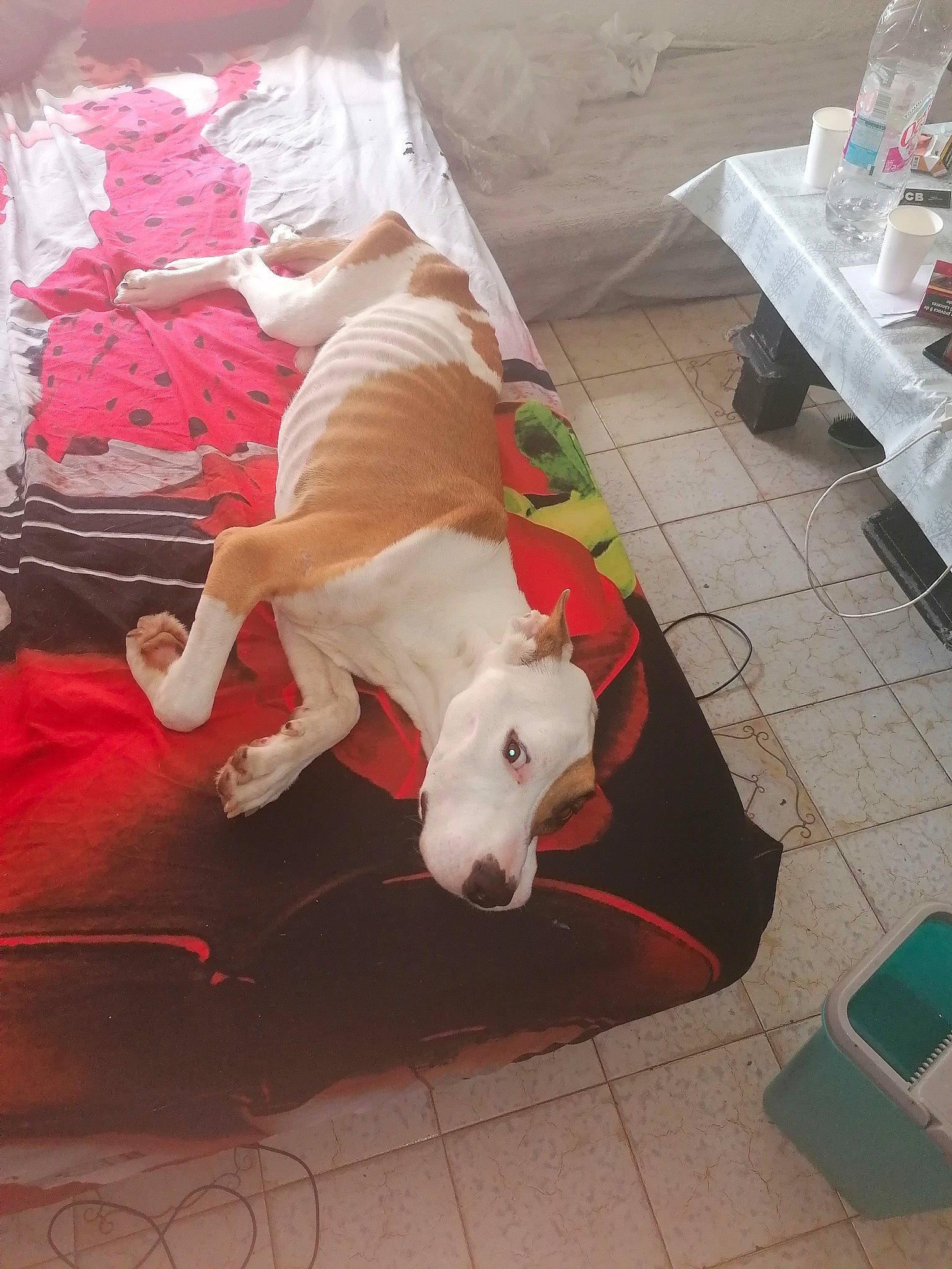 Bouba Du Refuge De Céret a rejoint le concours — aidez-le/la à gagner de superbes lots ! american_bulldog, american_pit_bull_terrier, american_staffordshire_terrier, bull_and_terrier, bull_terrier, bull_terrier_miniature, bulldog, canidae, carnivore, companion_dog, dog, dog_breed, dogo_argentino, dogo_guatemalteco, fawn, guard_dog, gull_terr, mammal, non_sporting_group, pit_bull