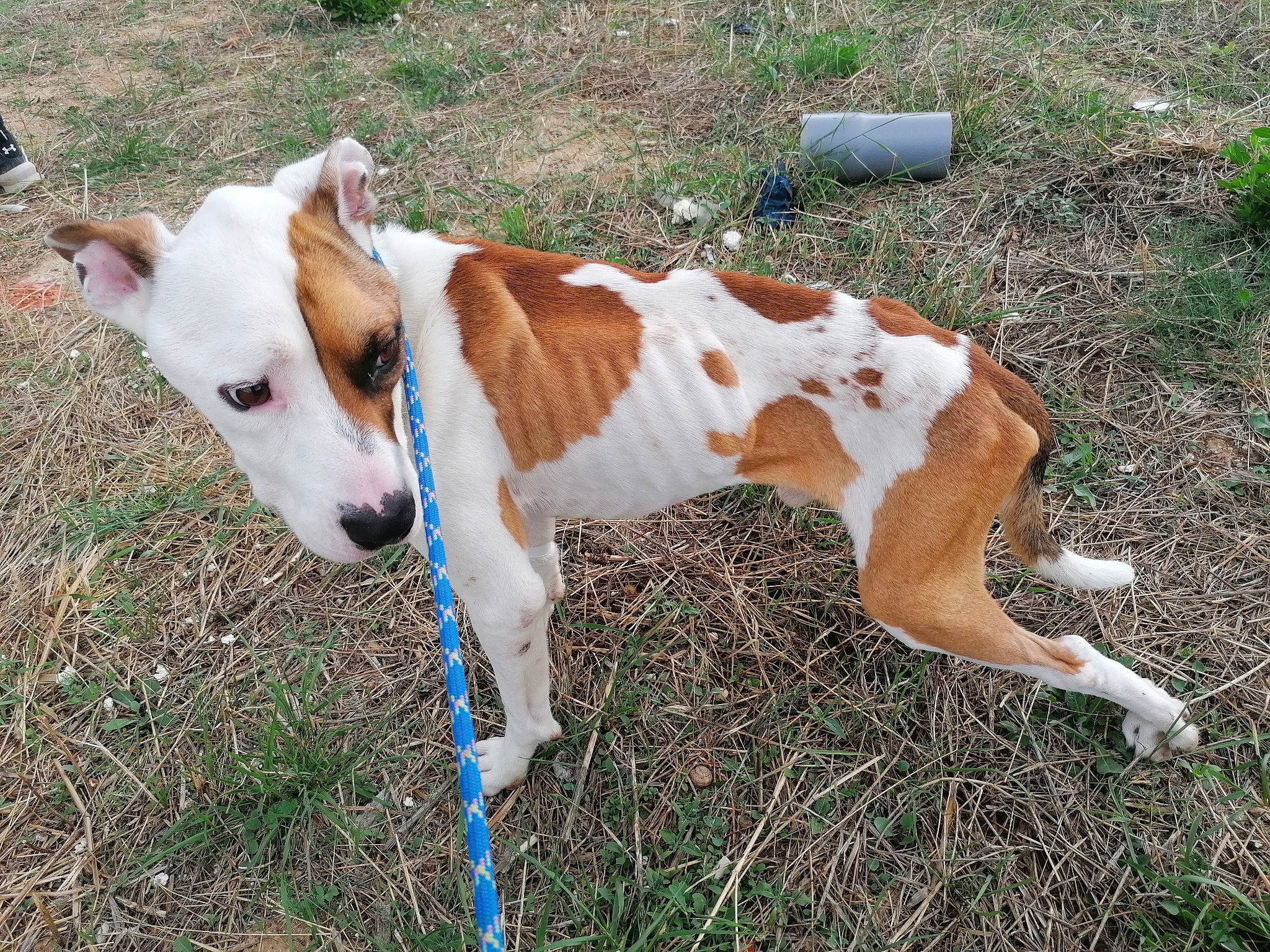 Bouba Du Refuge De Céret