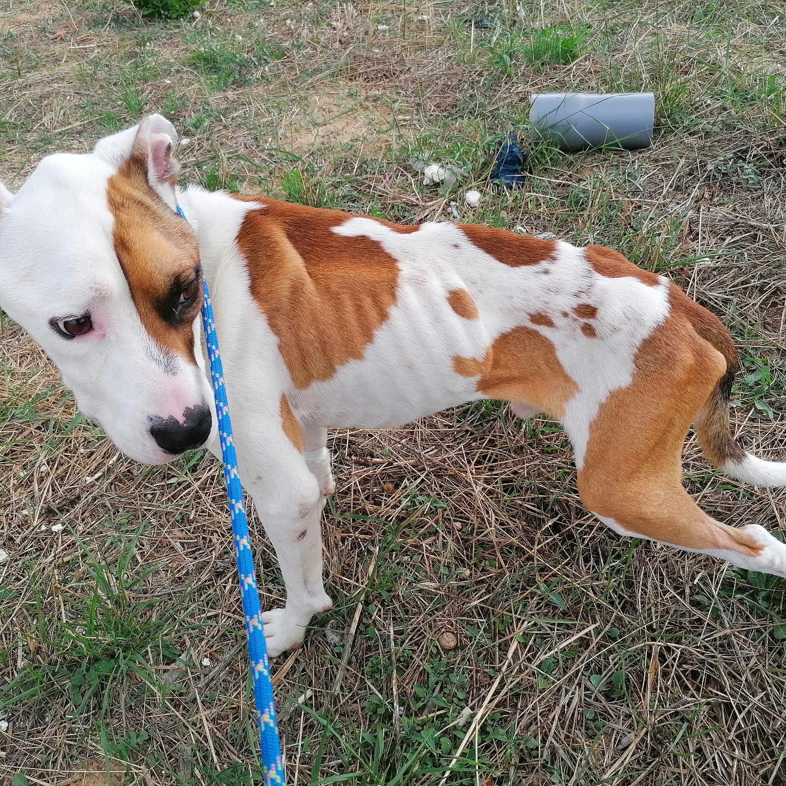 Bouba Du Refuge De Céret