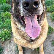 Hunter a rejoint le concours — aidez-le/la à gagner de superbes lots ! dog, tongue, close_up, happy, outdoor, grass, dirt, canine, pet, smiling, brown_fur, black_nose, animal, friendly, playful, fur, paw, tongue_out, muzzle, nature