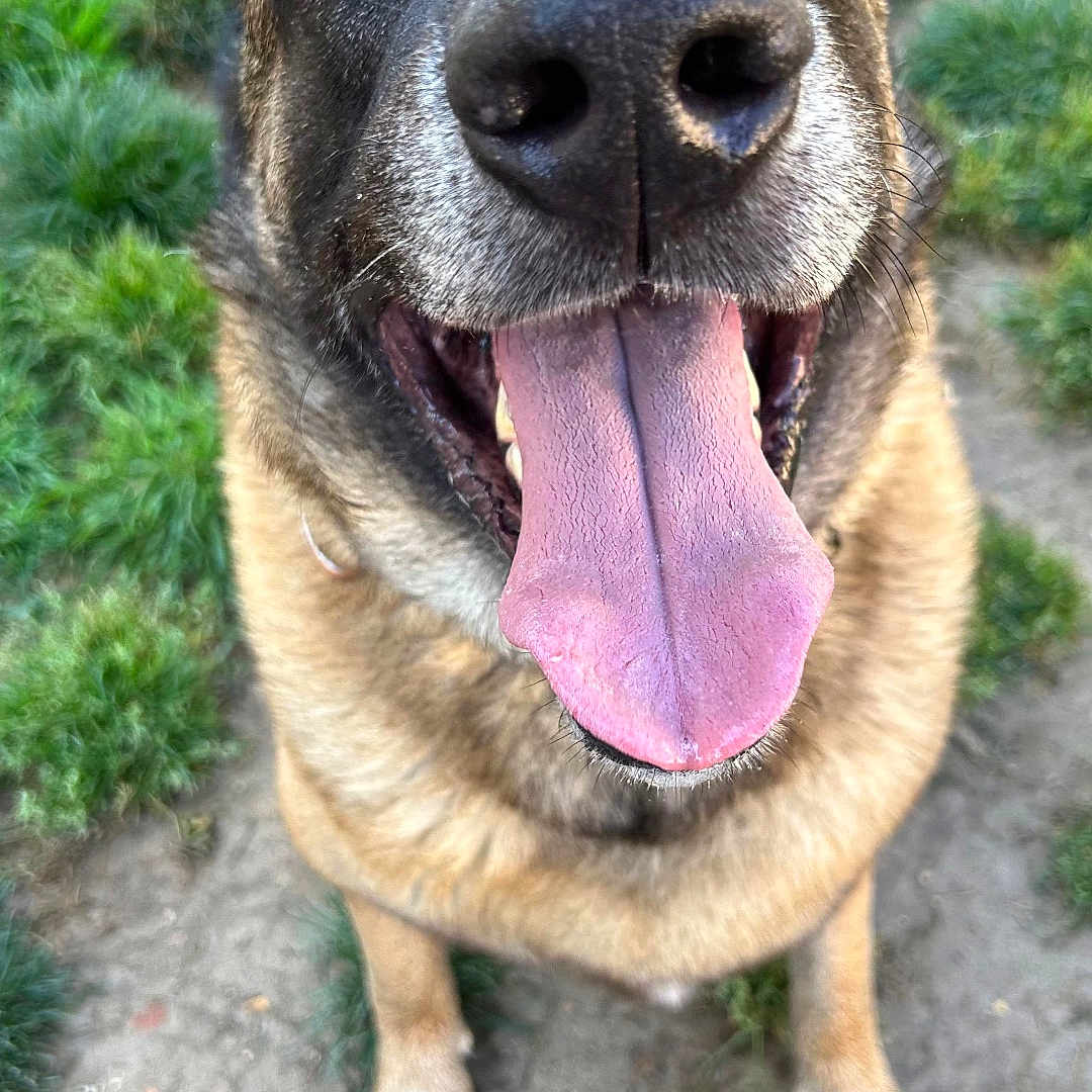 Hunter a rejoint le concours — aidez-le/la à gagner de superbes lots ! animal, black_nose, brown_fur, canine, close_up, dirt, dog, friendly, fur, grass, happy, muzzle, nature, outdoor, paw, pet, playful, smiling, tongue, tongue_out