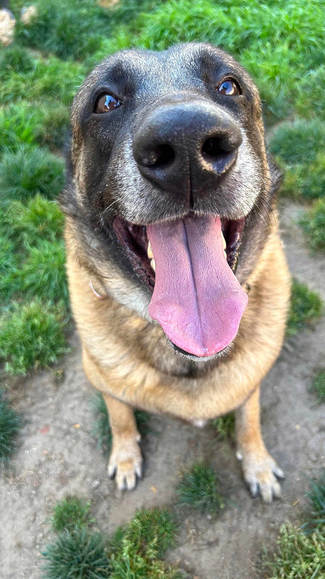 Hunter a rejoint le concours — aidez-le/la à gagner de superbes lots ! dog, tongue, close_up, happy, outdoor, grass, dirt, canine, pet, smiling, brown_fur, black_nose, animal, friendly, playful, fur, paw, tongue_out, muzzle, nature