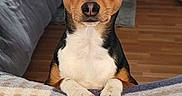 Bruno joined the competition — help win amazing prizes! animal, bed, bedroom, black_and_tan, blanket, couch, dog, eye_contact, indoors, large_ears, paws, pet, plaid, pointy_ears, portrait, short_hair, sitting, small_dog, white_chest, wood_floor