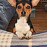 animal, bed, bedroom, black_and_tan, blanket, couch, dog, eye_contact, indoors, large_ears, paws, pet, plaid, pointy_ears, portrait, short_hair, sitting, small_dog, white_chest, wood_floor