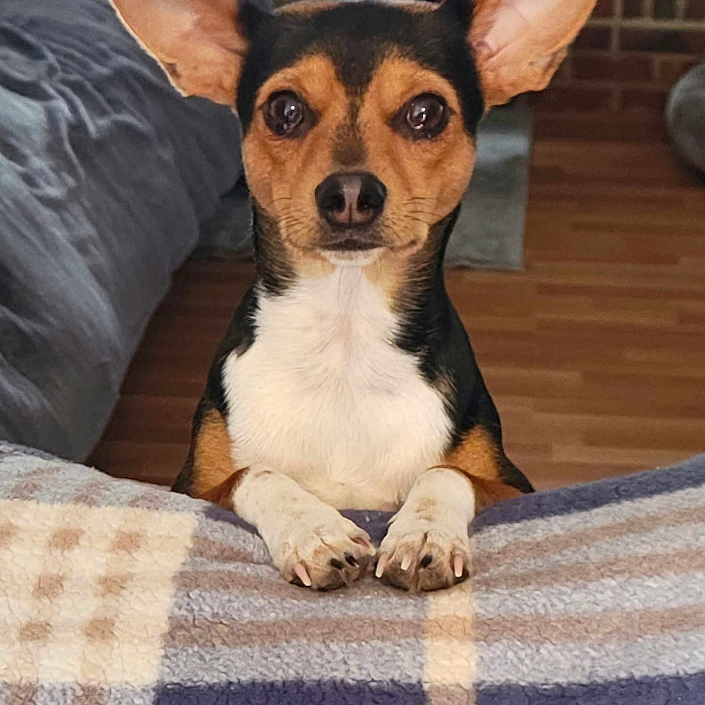 Bruno