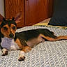 Bruno joined the competition — help win amazing prizes! bed, bedroom, bedspread, black_and_tan, cozy, dog, indoor, large_ears, looking_at_camera, lying_down, paws, pet, pillow, pointed_ears, portrait, puppy, relaxed, tricolor, white_chest, wooden_wardrobe