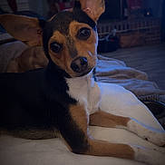 Bruno joined the competition — help win amazing prizes! bed, bedroom, black_fur, blanket, brown_fur, chihuahua, close_up, cute, dark_lighting, dog, head_tilt, indoors, large_ears, lying_down, pet, pointy_ears, portrait, puppy, tri_color, white_fur