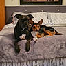 Bruno is registered to the contest to win money with this photo: bed, bedroom, black_dog, blanket, brown_dog, canine, companion_animals, dogs, floppy_ears, headboard, home, indoor, lying_down, pets, pillows, pointy_ears, portrait, relaxed, sitting, white_chest