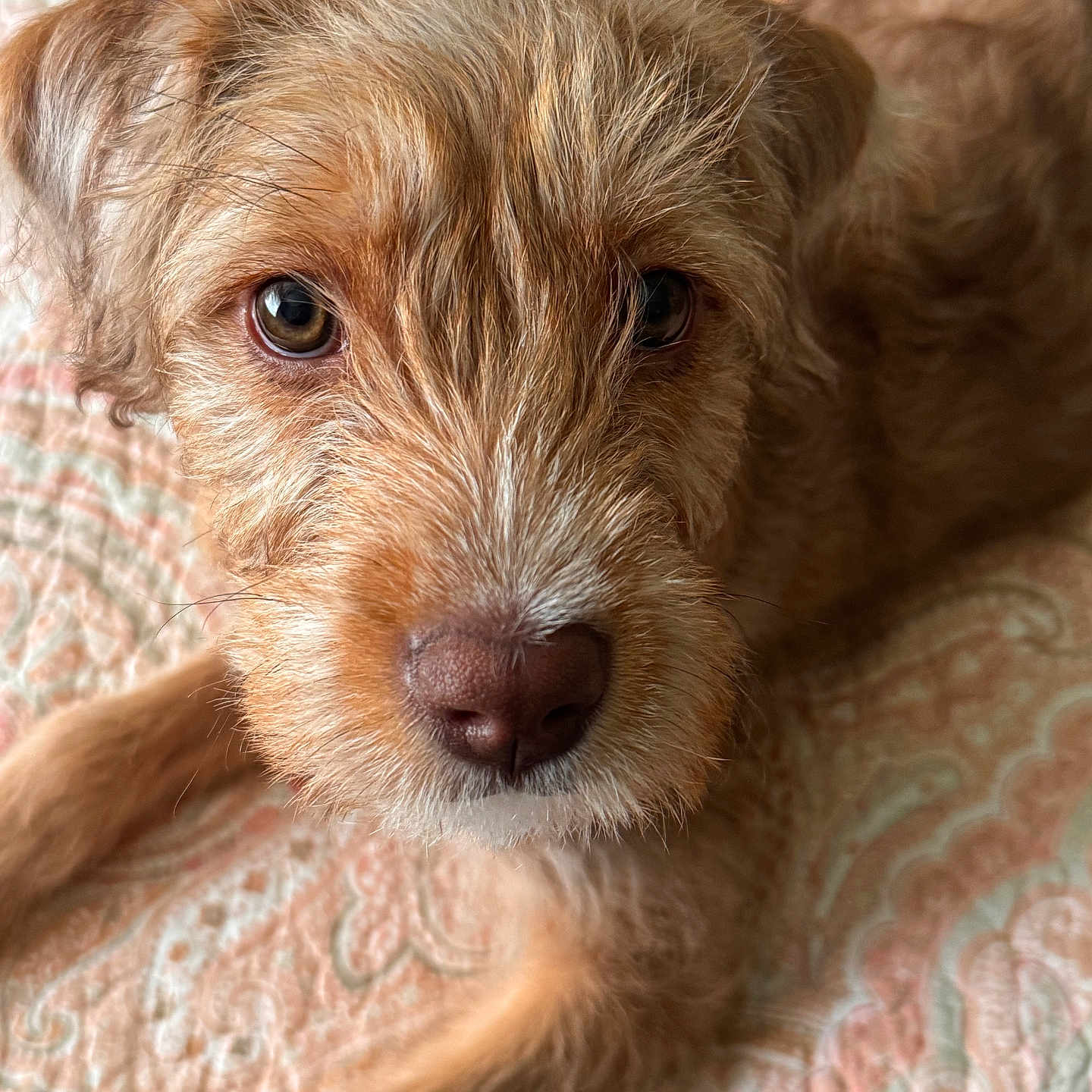 Remi