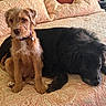 Remi joined the competition — help win amazing prizes! dogs, dog, puppy, black_dog, brown_dog, scruffy_dog, mixed_breed, sitting, lying_down, sleeping, couch, sofa, pillows, indoors, home, pet, collar, dog_tag, fur, portrait