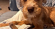 Remi is registered to the contest to win money with this photo: dog, puppy, apricot_coat, fluffy, curly_fur, brown_dog, pet, animal, portrait, close_up, indoors, bed, quilt, blanket, chew_toy, antler, lounging, sitting, adorable, home