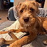 dog, puppy, apricot_coat, fluffy, curly_fur, brown_dog, pet, animal, portrait, close_up, indoors, bed, quilt, blanket, chew_toy, antler, lounging, sitting, adorable, home