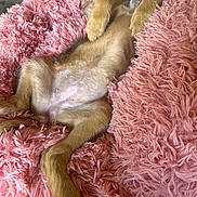 Remi is registered to the contest to win money with this photo: puppy, dog, sleeping, belly_up, pink_blanket, fluffy, fur, paws, legs, belly, cozy, indoors, pet, cute, relaxed, nap, portrait, close_up, soft_texture, animal