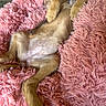 puppy, dog, sleeping, belly_up, pink_blanket, fluffy, fur, paws, legs, belly, cozy, indoors, pet, cute, relaxed, nap, portrait, close_up, soft_texture, animal
