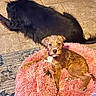 Remi is registered to the contest to win money with this photo: puppy, dog, black_dog, brown_dog, small_dog, large_dog, pet, canine, fluffy_bed, pink_bed, lying_down, sitting, indoors, tile_floor, rug, home, relaxed, collar, portrait, animal_photography