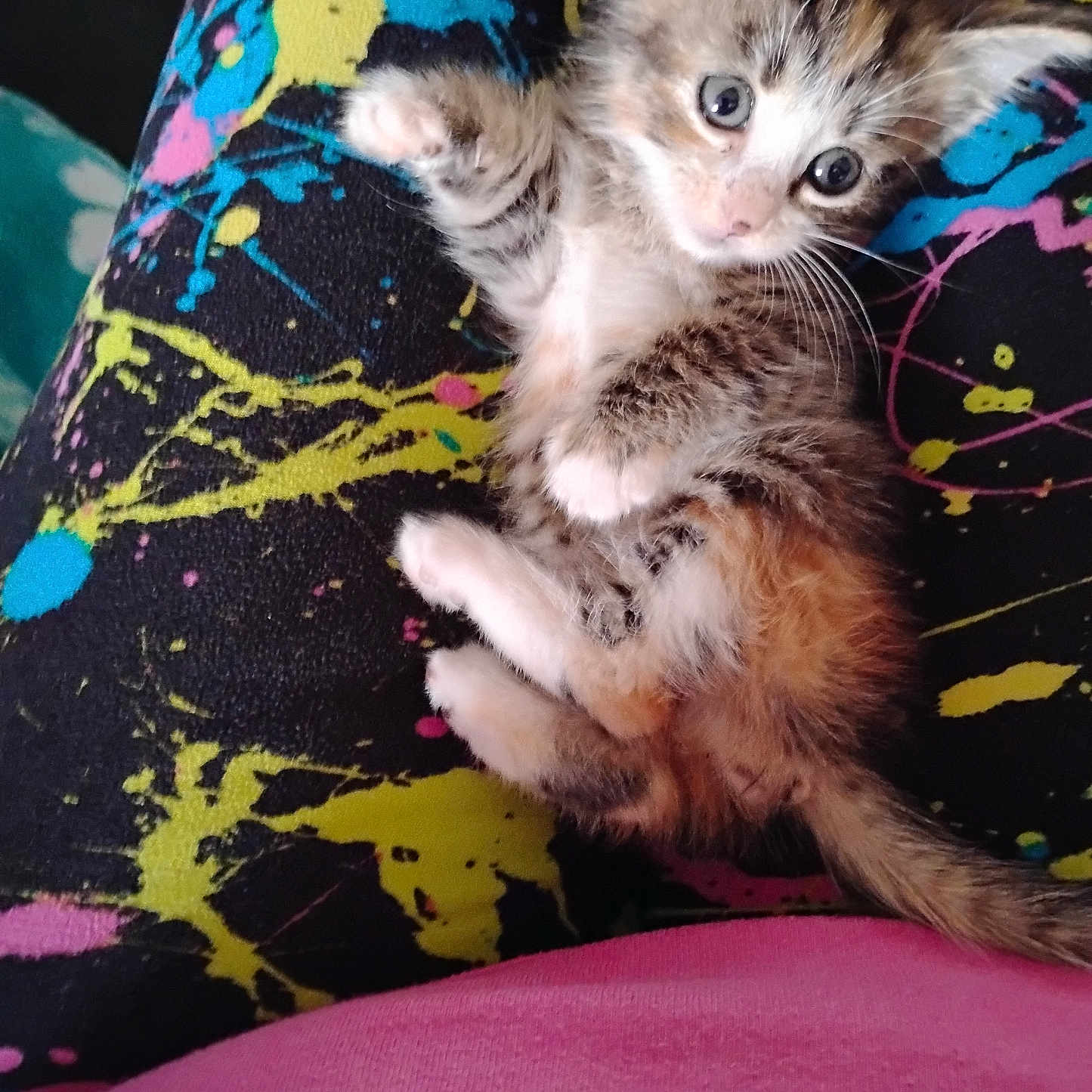 Patches joined the competition — help win amazing prizes! abyssinian, animal, armchair, blanket, cat, chair, couch, cushion, furniture, homedecor, kitten, manx, ocelot, pet, siamese