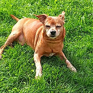 Idem a rejoint le concours — aidez-le/la à gagner de superbes lots ! dog, canine, tan_dog, grass, lawn, outdoor, lying_down, relaxed, squinting, portrait, animal, pet, brown_fur, short_hair, pointed_ears, tail, greenery, daylight, smartphone_screenshot, gallery_interface