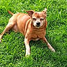 dog, canine, tan_dog, grass, lawn, outdoor, lying_down, relaxed, squinting, portrait, animal, pet, brown_fur, short_hair, pointed_ears, tail, greenery, daylight, smartphone_screenshot, gallery_interface