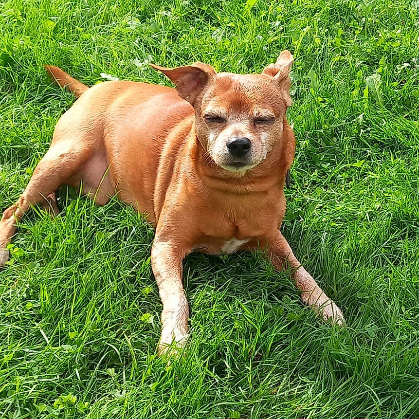 Idem a rejoint le concours — aidez-le/la à gagner de superbes lots ! dog, canine, tan_dog, grass, lawn, outdoor, lying_down, relaxed, squinting, portrait, animal, pet, brown_fur, short_hair, pointed_ears, tail, greenery, daylight, smartphone_screenshot, gallery_interface