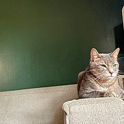 Smoky joined the competition — help win amazing prizes! cat, gray_cat, feline, pet, indoor, couch, armrest, green_wall, relaxed, resting, whiskers, ears, fur, domestic_cat, home, animal, cute, sitting, contemplative, quiet