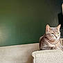 cat, gray_cat, feline, pet, indoor, couch, armrest, green_wall, relaxed, resting, whiskers, ears, fur, domestic_cat, home, animal, cute, sitting, contemplative, quiet