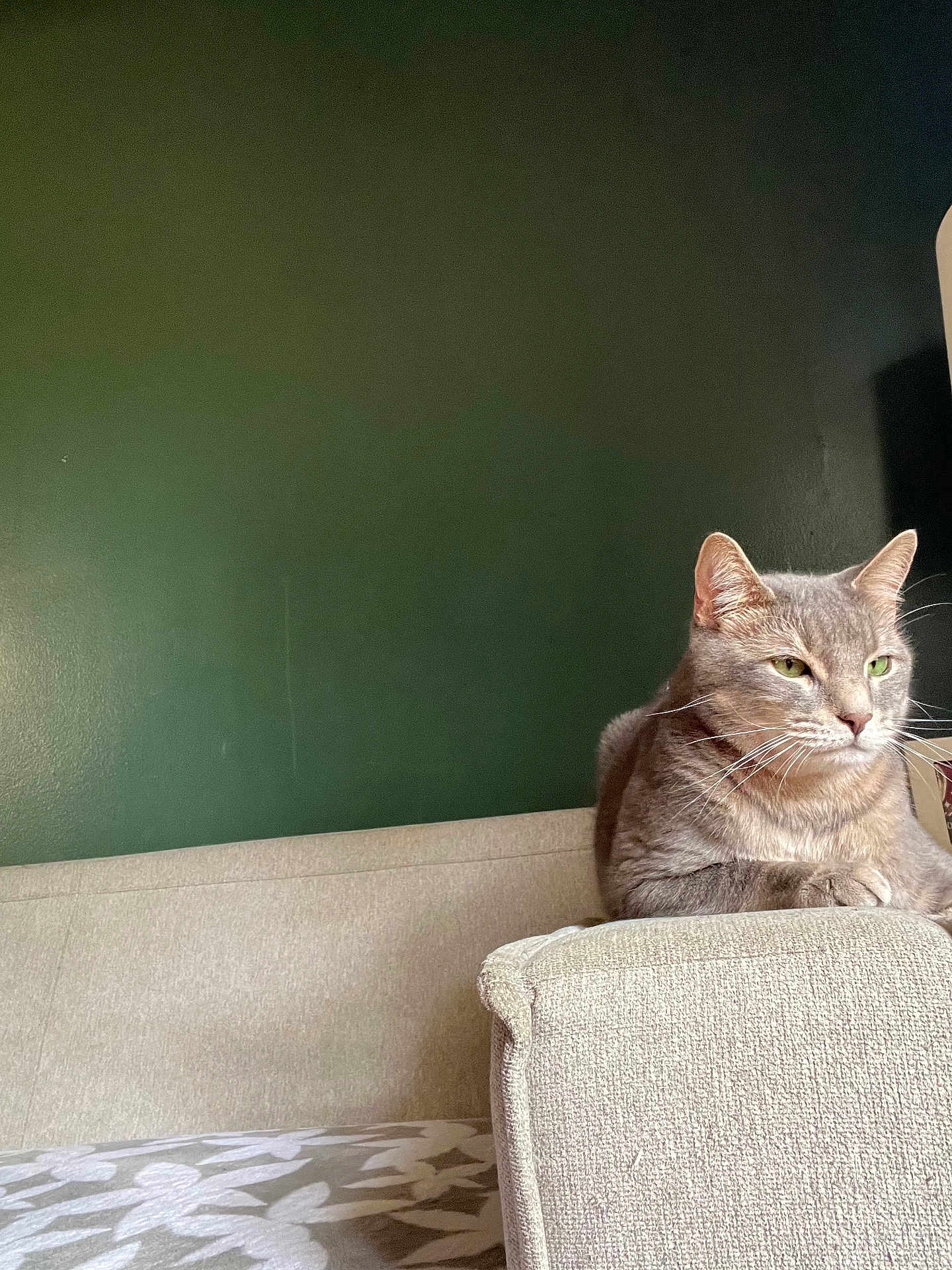 Smoky joined the competition — help win amazing prizes! cat, gray_cat, feline, pet, indoor, couch, armrest, green_wall, relaxed, resting, whiskers, ears, fur, domestic_cat, home, animal, cute, sitting, contemplative, quiet