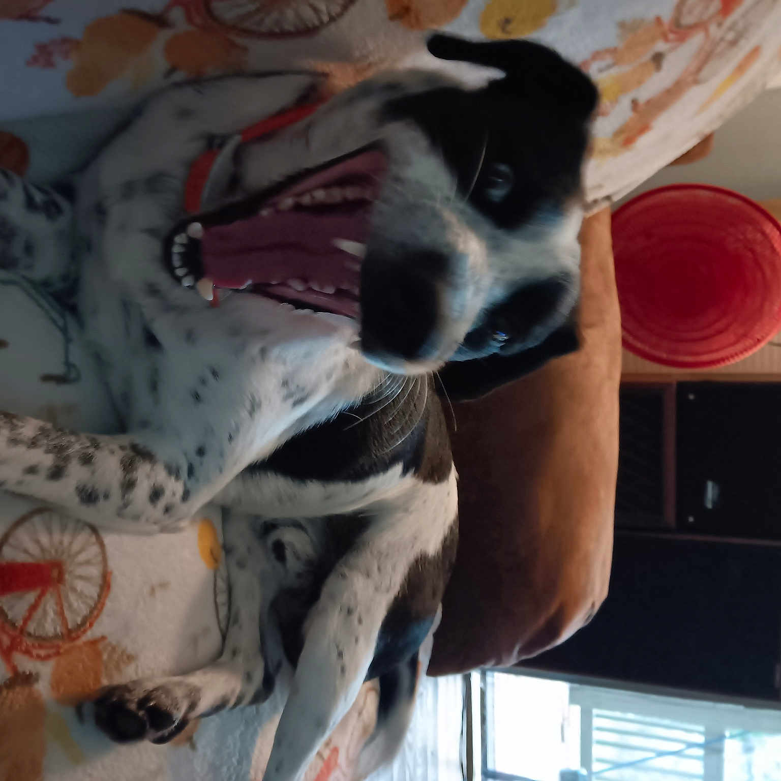 Banjos is registered to the contest to win money with this photo: canidae, carmine, carnivore, companion_dog, dog, dog_breed, fawn, felidae, fun, fur, guard_dog, non_sporting_group, room, small_to_medium_sized_cats, snout, sporting_group, visual_arts, whiskers, window, working_animal