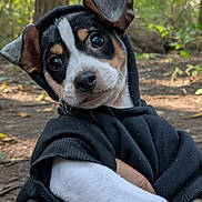 Prince is registered to the contest to win money with this photo: puppy, dog, hoodie, black_clothing, forest, outdoor, nature, cute, pet, animal, young_dog, closeup, portrait, eyes, fur, ears, hand, person, casual, expression
