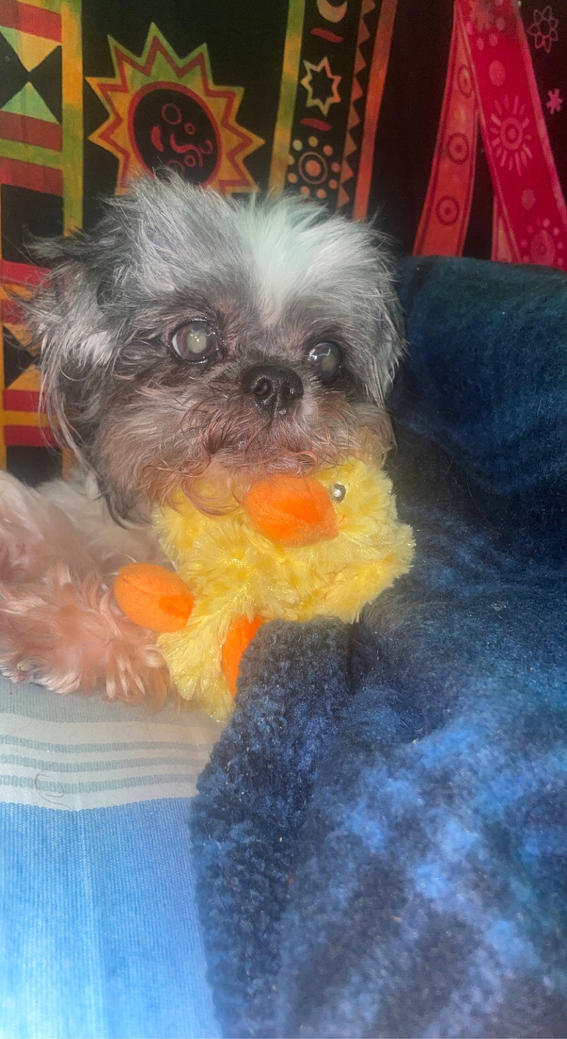 Handsome is registered to the contest to win money with this photo: canidae, carnivore, companion_dog, dog, dog_breed, dog_clothes, dog_supply, fawn, fur, liver, nose, small_terrier, snout, sporting_group, stuffed_toy, tail, terrier, toy, toy_dog, whiskers