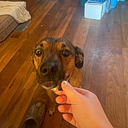 Charlie joined the competition — help win amazing prizes! dog, treat, hand, wooden_floor, indoor, pet, brown_dog, curious, home, slipper, storage_bin, floor, animal, canine, domestic, looking_up, person_hand, casual, background, living_space