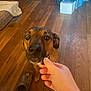 dog, treat, hand, wooden_floor, indoor, pet, brown_dog, curious, home, slipper, storage_bin, floor, animal, canine, domestic, looking_up, person_hand, casual, background, living_space