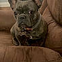 animal, brown_couch, canine, collar, companion, cute, dog, domestic_animal, ears, face, french_bulldog, fur, furniture, home, indoor, looking, name_tag, pet, portrait, sitting