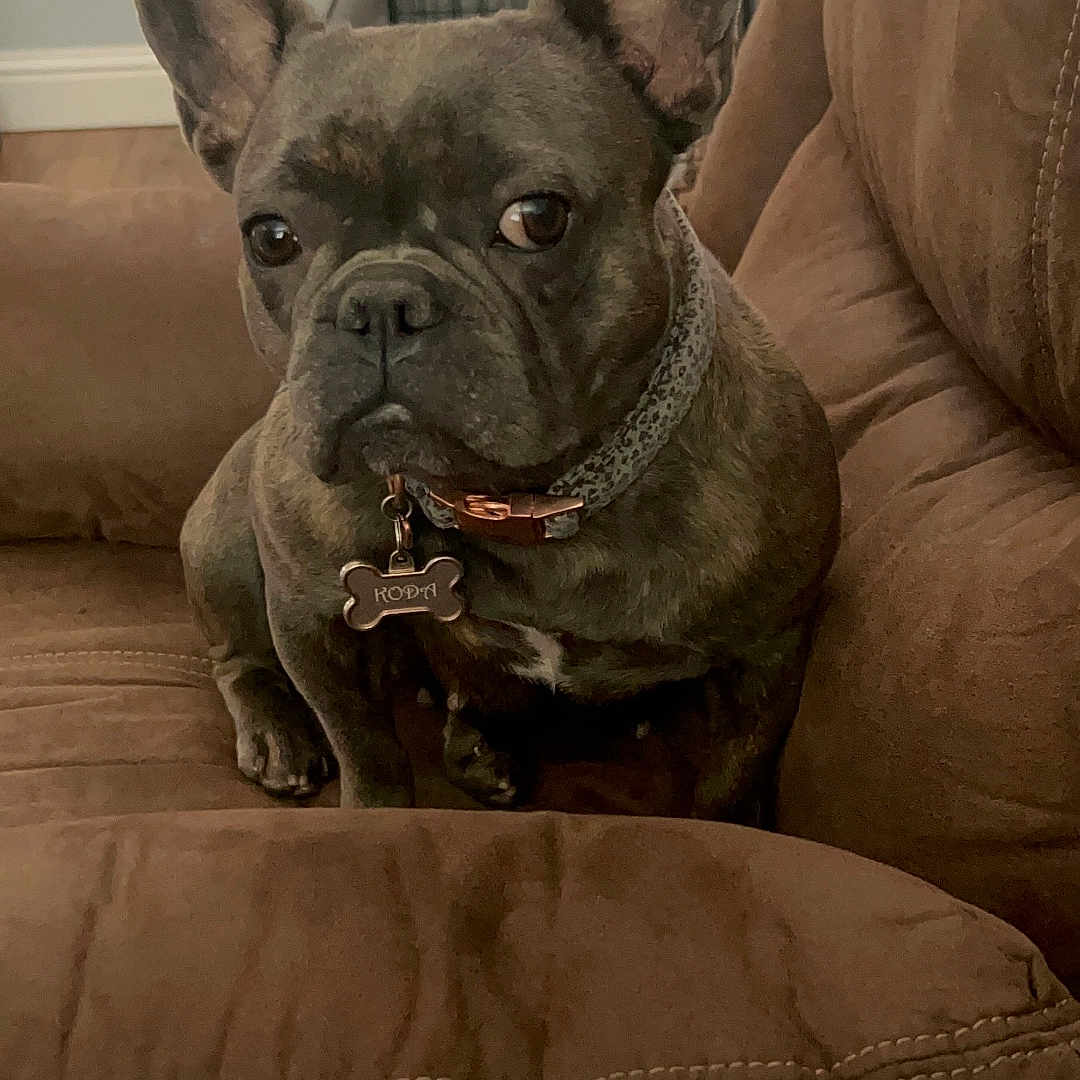 Koda is registered to the contest to win money with this photo: animal, brown_couch, canine, collar, companion, cute, dog, domestic_animal, ears, face, french_bulldog, fur, furniture, home, indoor, looking, name_tag, pet, portrait, sitting