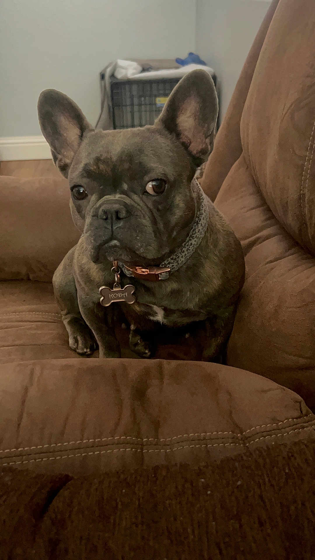Koda