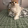 Riley is registered to the contest to win money with this photo: cat, orange_and_white_cat, pet, bed, blanket, indoor, feline, fur, crossed_paws, cozy, resting, domestic_animal, window_blinds, patterned_bedspread, sleepy, cute, animal, mammal, relaxed, home