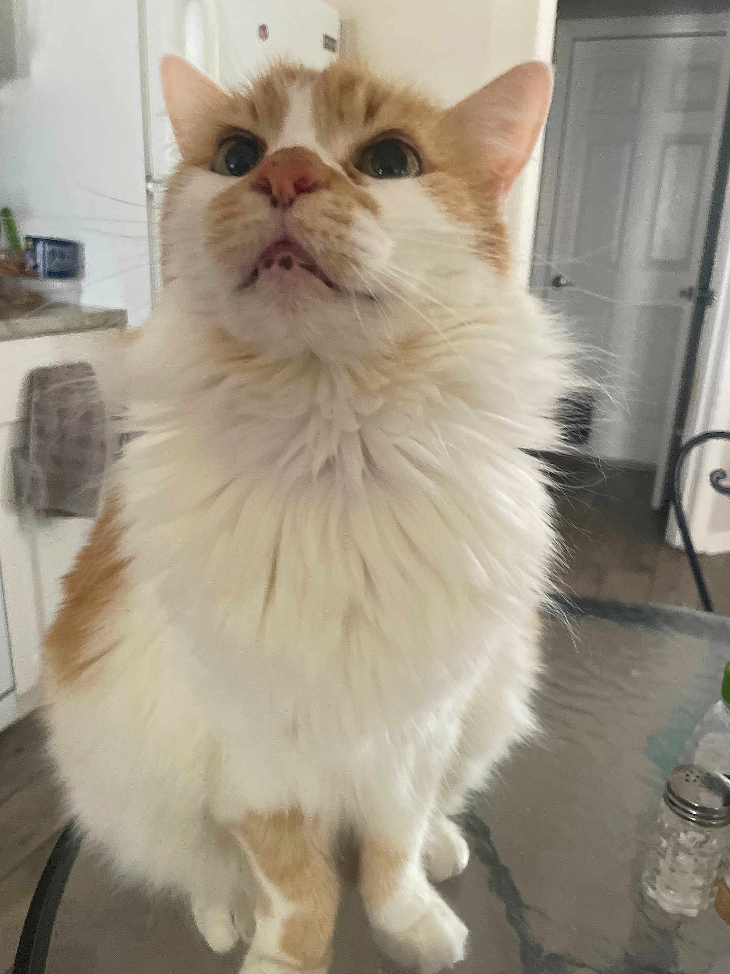 Riley is registered to the contest to win money with this photo: cat, orange_and_white, fluffy, sitting, glass_table, indoor, curious, wide_eyes, mouth_open, domestic_animal, pet, fur, whiskers, ears, tabletop, home, kitchen, door, chair, salt_shaker