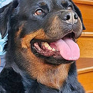 Orane a rejoint le concours — aidez-le/la à gagner de superbes lots ! animal, brown, canine, closeup, companion, dog, domestic_animal, face, friendly, fur, happy, indoor, looking_up, mammal, pet, rottweiler, sitting, stairs, tongue_out, wood