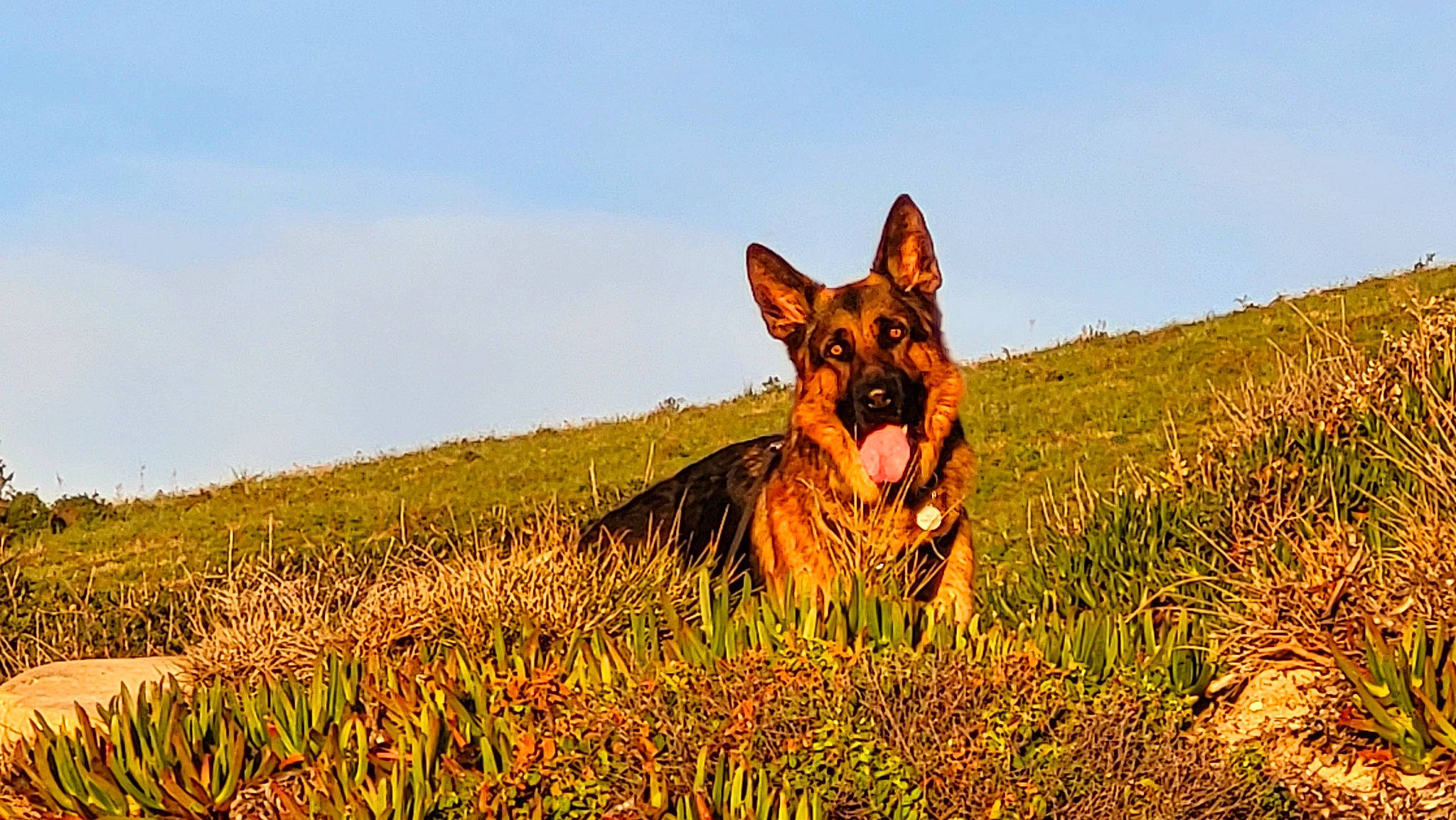 Ryu a rejoint le concours — aidez-le/la à gagner de superbes lots ! agriculture, canidae, carnivore, dog, dog_breed, grass, grassland, happy, herding_dog, landscape, natural_landscape, people_in_nature, plant, plantation, prairie, sky, sporting_group, terrestrial_animal, wildlife, working_dog