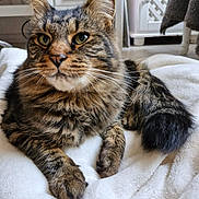 Goose joined the competition — help win amazing prizes! cat, tabby, feline, pet, animal, fluffy, whiskers, green_eyes, indoor, blanket, soft, fur, relaxed, resting, close_up, cozy, domestic, home, curious, portrait