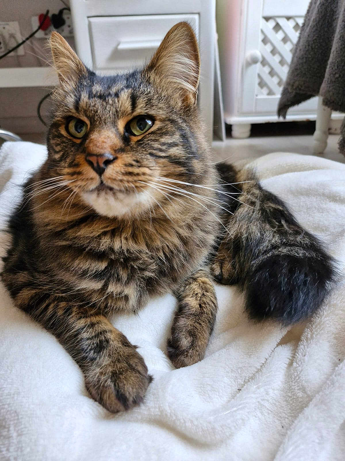 Goose joined the competition — help win amazing prizes! cat, tabby, feline, pet, animal, fluffy, whiskers, green_eyes, indoor, blanket, soft, fur, relaxed, resting, close_up, cozy, domestic, home, curious, portrait