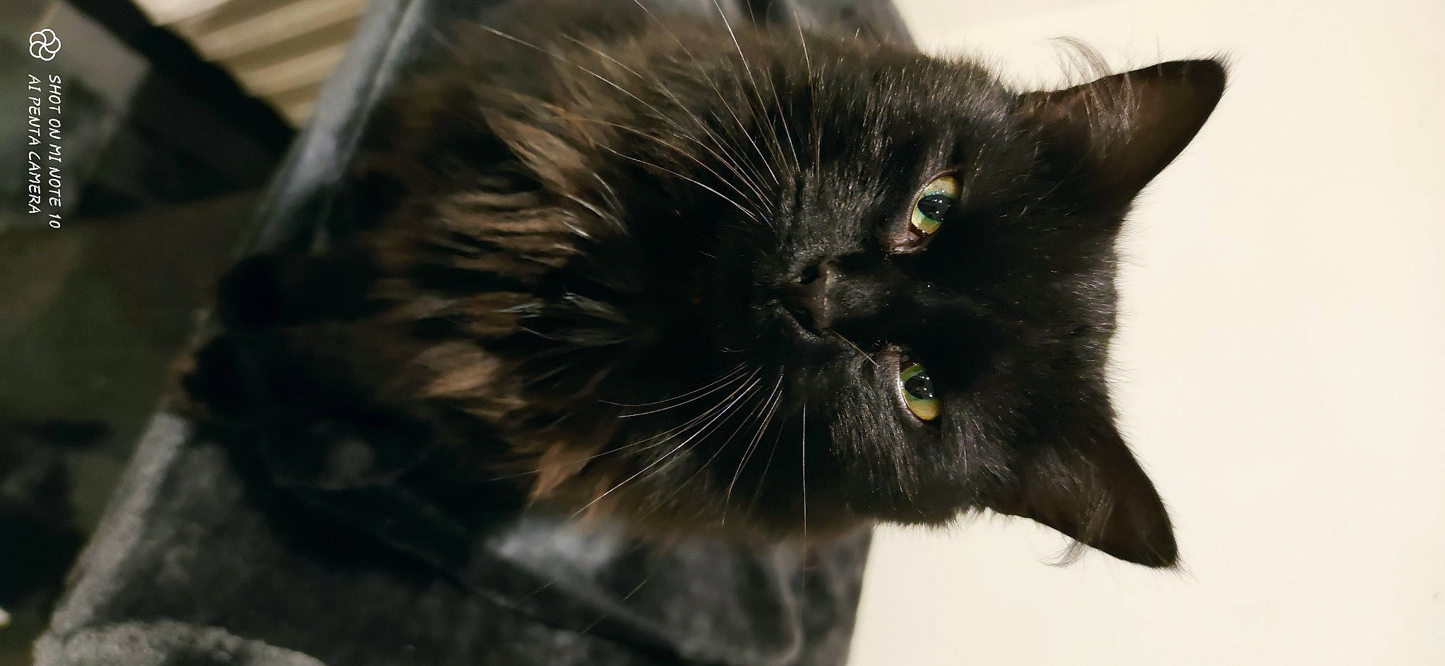 Törpi participe au concours pour gagner de l'argent avec cette photo : black_cat, bombay, carnivore, cat, claw, domestic_short_haired_cat, felidae, fur, head, small_to_medium_sized_cats, snout, tail, terrestrial_animal, whiskers, wildlife