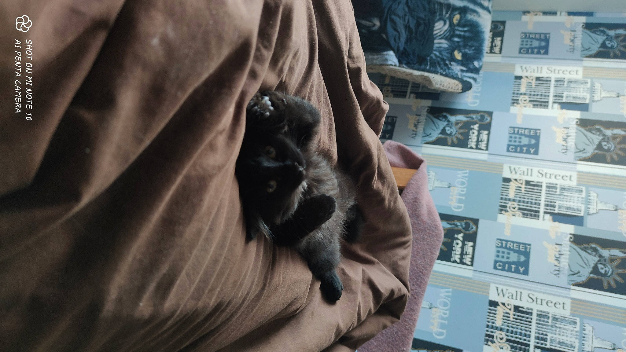 Törpi a rejoint le concours — aidez-le/la à gagner de superbes lots ! canidae, carnivore, comfort, companion_dog, dog_breed, felidae, flooring, fur, gesture, guard_dog, human_leg, machine, schnauzer, sculpture, small_to_medium_sized_cats, sporting_group, statue, toy_dog, whiskers, wood