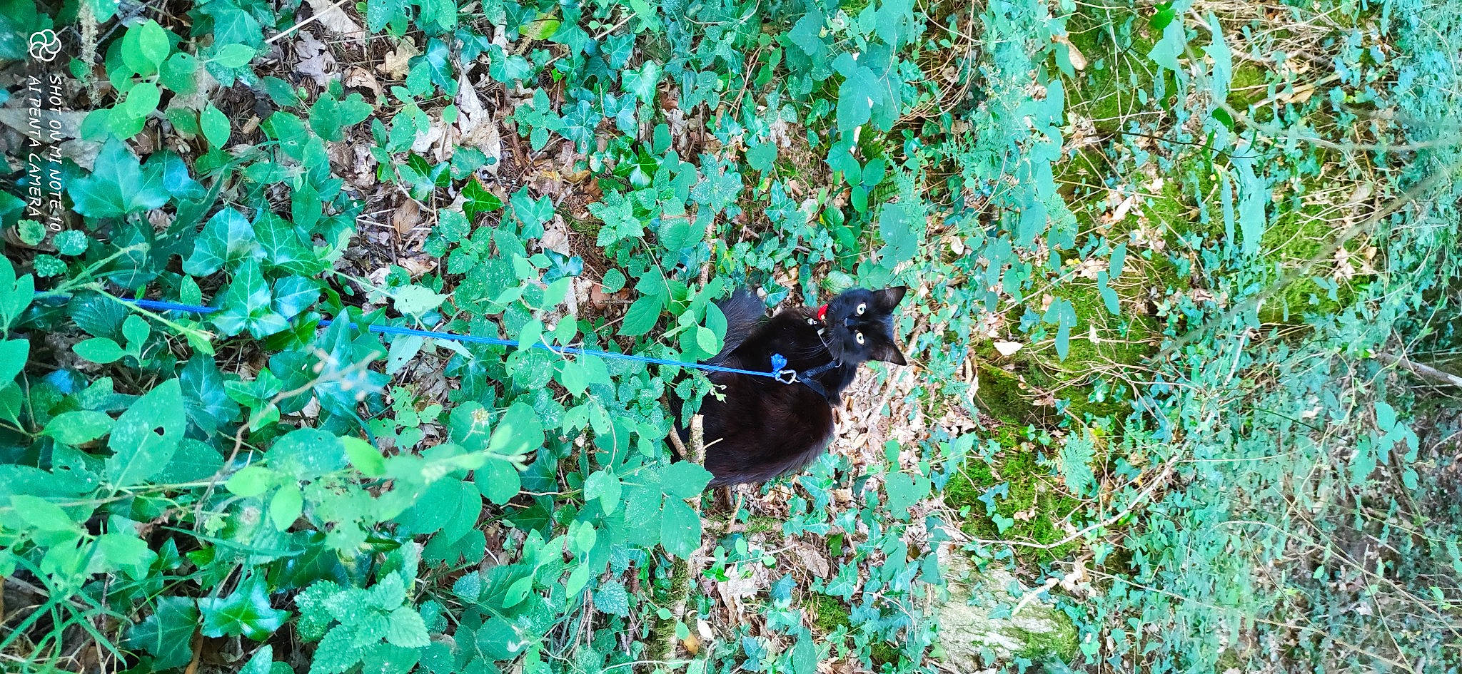 Törpi a rejoint le concours — aidez-le/la à gagner de superbes lots ! annual_plant, bombay, botany, carnivore, cat, electric_blue, felidae, flowering_plant, grass, green, groundcover, natural_material, plant, shrub, tail, terrestrial_animal, tree, vegetation, wildlife