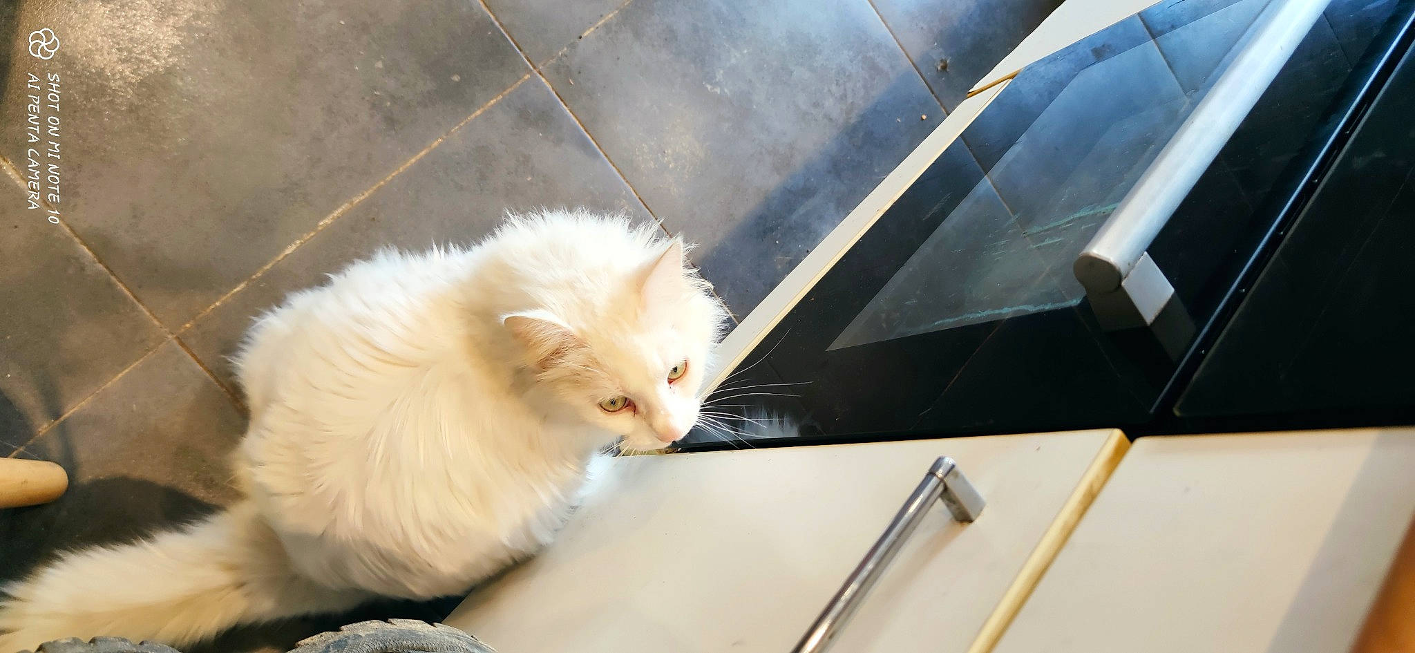 Percy a rejoint le concours — aidez-le/la à gagner de superbes lots ! box, carnivore, cat, claw, companion_dog, fawn, felidae, fur, glass, office_supplies, paw, pen, small_to_medium_sized_cats, snout, tail, whiskers, windscreen_wiper, windshield, wood, writing_implement