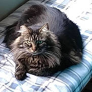 Romeo is registered to the contest to win money with this photo: cat, tabby, fluffy, pet, animal, feline, indoor, resting, blanket, plaid, striped, cute, fur, whiskers, ears, paw, lying_down, cozy, domestic_animal, relaxed