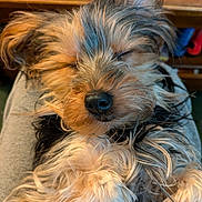 Tammy joined the competition — help win amazing prizes! dog, sleeping, fluffy, closeup, pet, cute, fur, nose, lap, relaxed, indoors, cozy, animal, companion, resting, adorable, mammal, small_dog, furry, peaceful